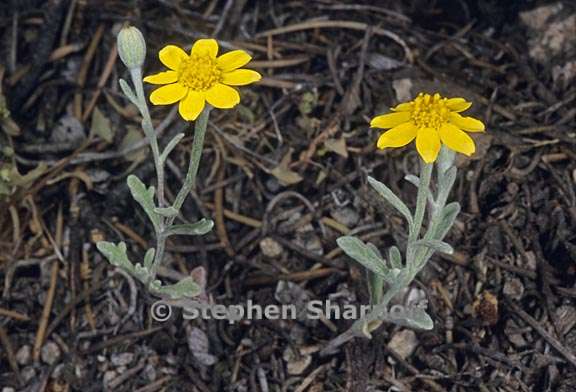 eriophyllum lanatum var obovatum 2 graphic